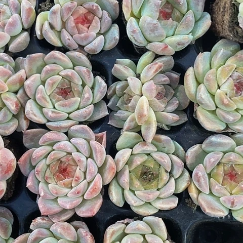 2颗一组梦幻糖心