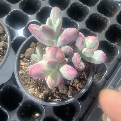 乒乓锦群20群锦90盆