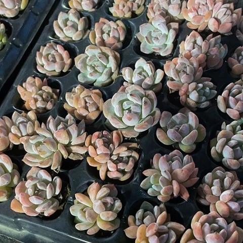 5颗一组小粉橙带土