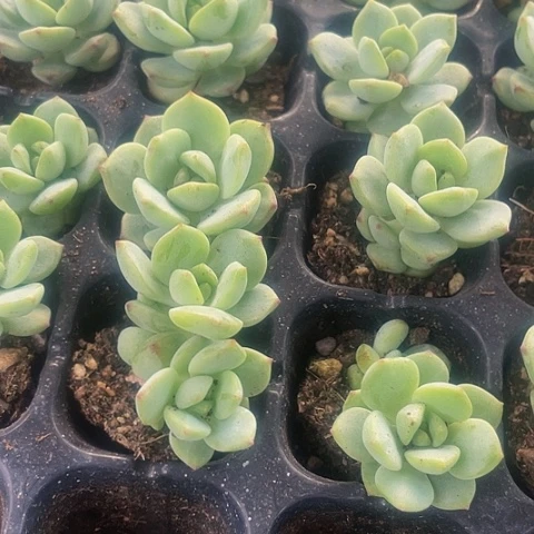 2颗一组小香草带土