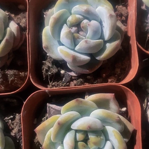 2颗一组大韩橙带盆土