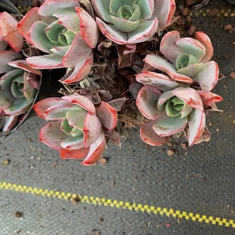 赫拉群5.8带盆土发