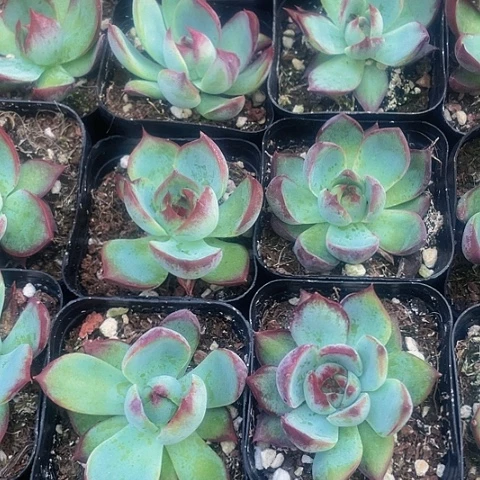 3颗一组惊鸿仙子3颗一组