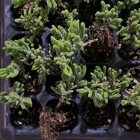 2颗一组小枝干带土