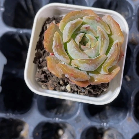 荣景4.8带盆土发