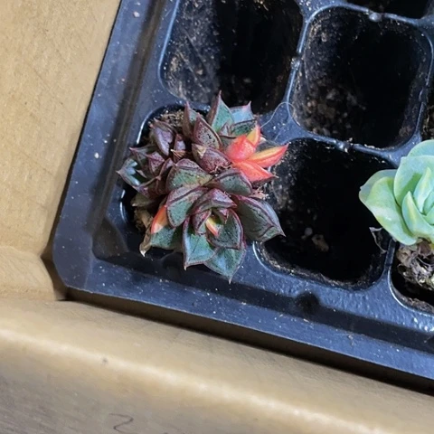 麒麟座锦20一颗带土