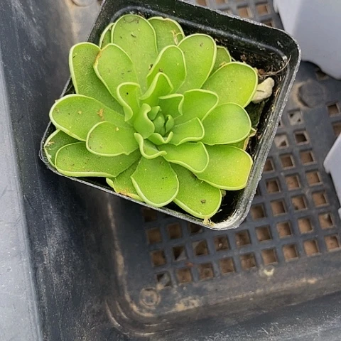 铺虫堇6.8带盆土