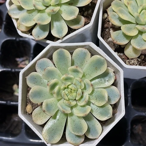 大**?姬莲锦1元带盆土发