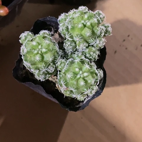 小白鸟2.8带盆土