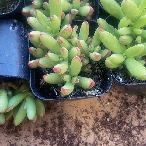 小天狗2.8带盆土