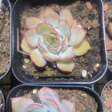 荷花2.8带盆土发