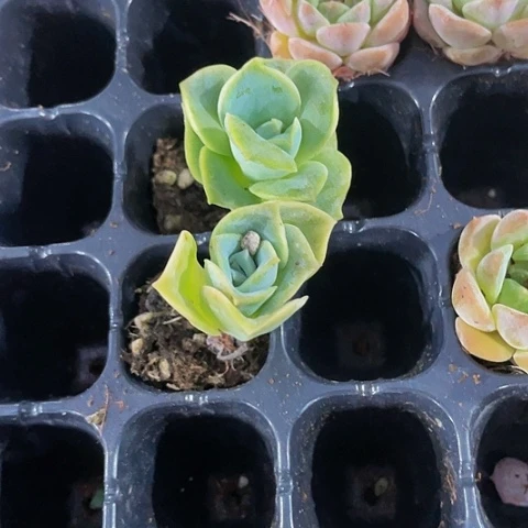 2颗一组可爱玫瑰