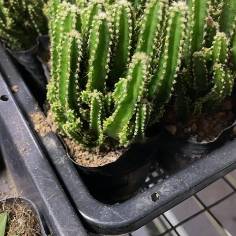 万重山2.8带盆土