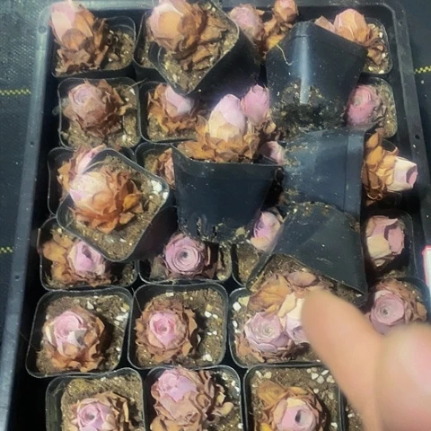 @***亮10号筐30颗一组潘多拉玫瑰