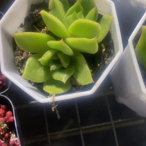 蔷薇双头4.8带盆土