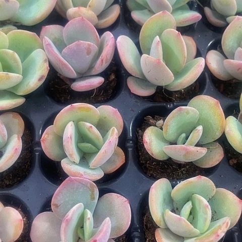 2颗一组小奶茶带土