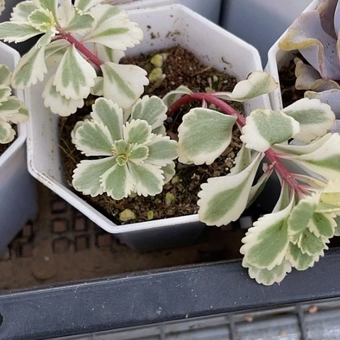 亚特兰蒂斯锦5.8带盆土