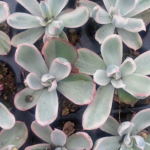 伯克利锦2.8带盆土