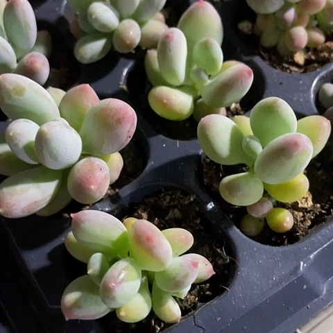 2颗一组三日月美人