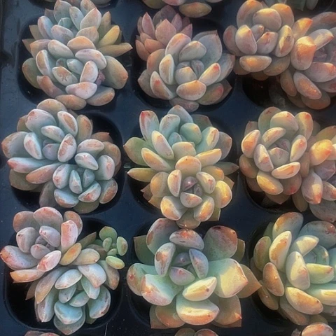 5颗一组小粉橙带土