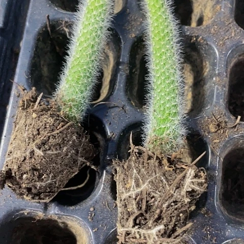 2颗一组九尾狐带土