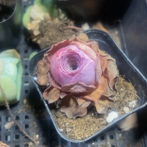 潘多拉玫瑰2.8带盆土