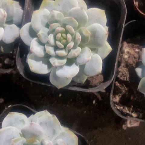 玉芙蓉6.5方带盆土
