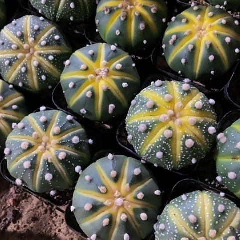 星兜锦5.8带盆土