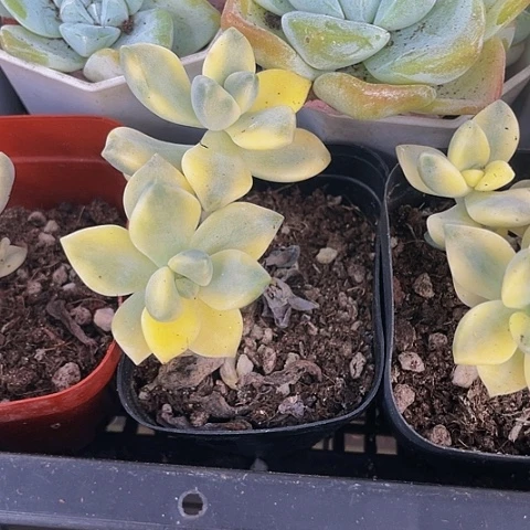 美杏锦2.8带盆土