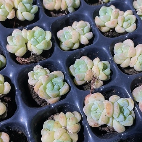 3颗一组小黄白体冰玉