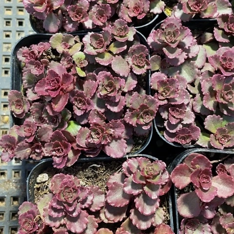 小球玫瑰2.8带盆土