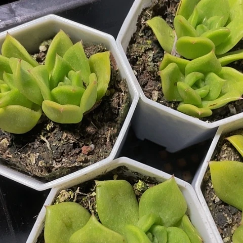 蔷薇4.8带盆土发