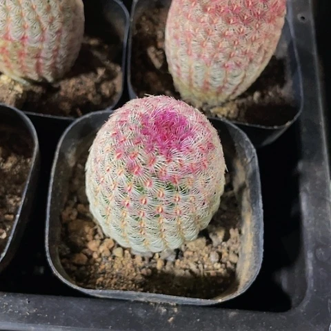 红太阳6.8带盆土