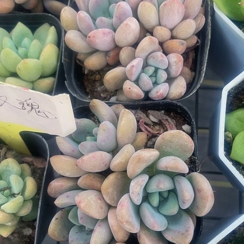 花瓣路群2.8带盆土发