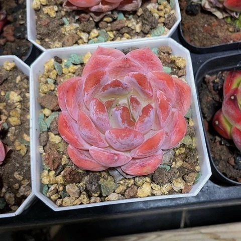 橘子冰6.8带盆土发