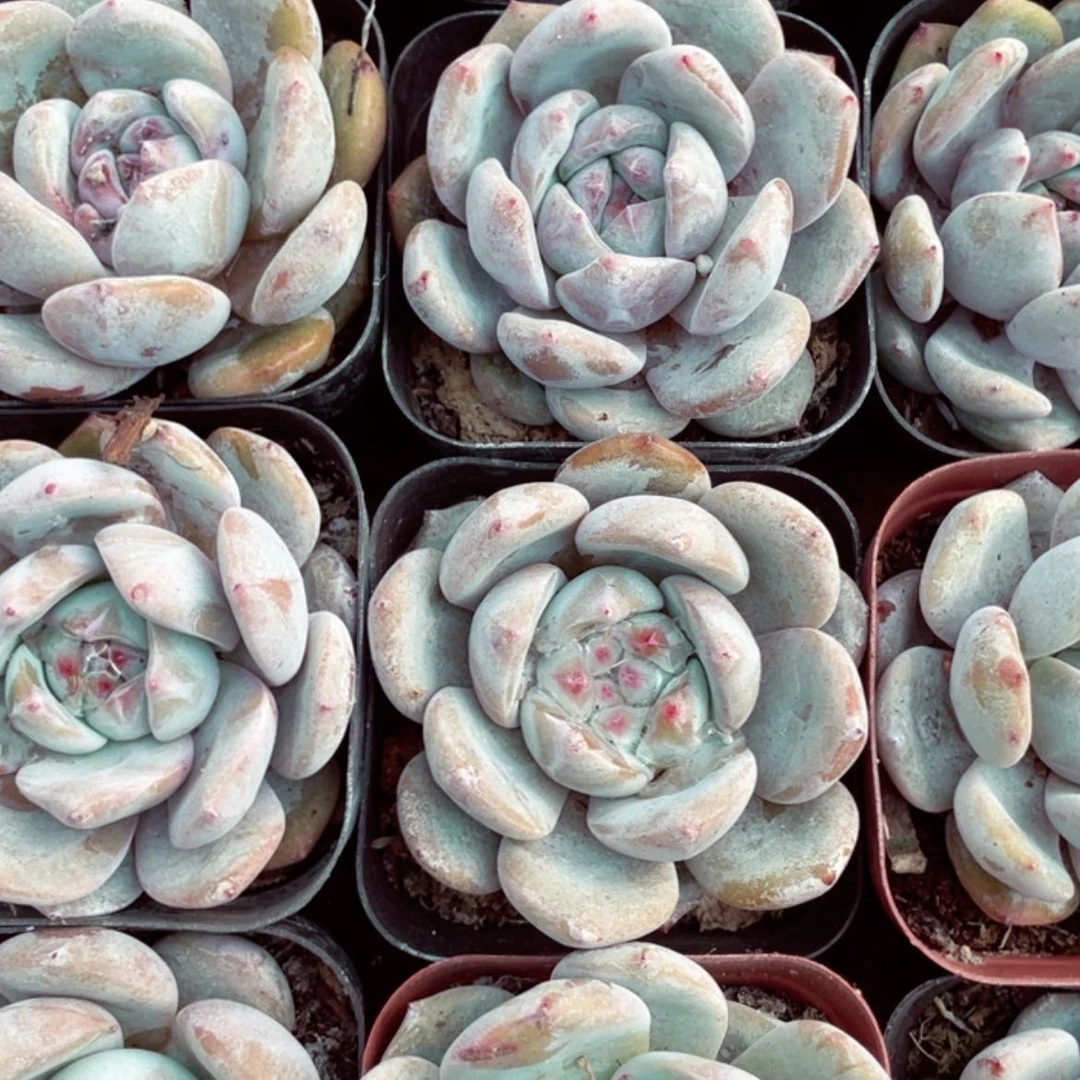 【闪购商品】6.5方圆叶星影橙