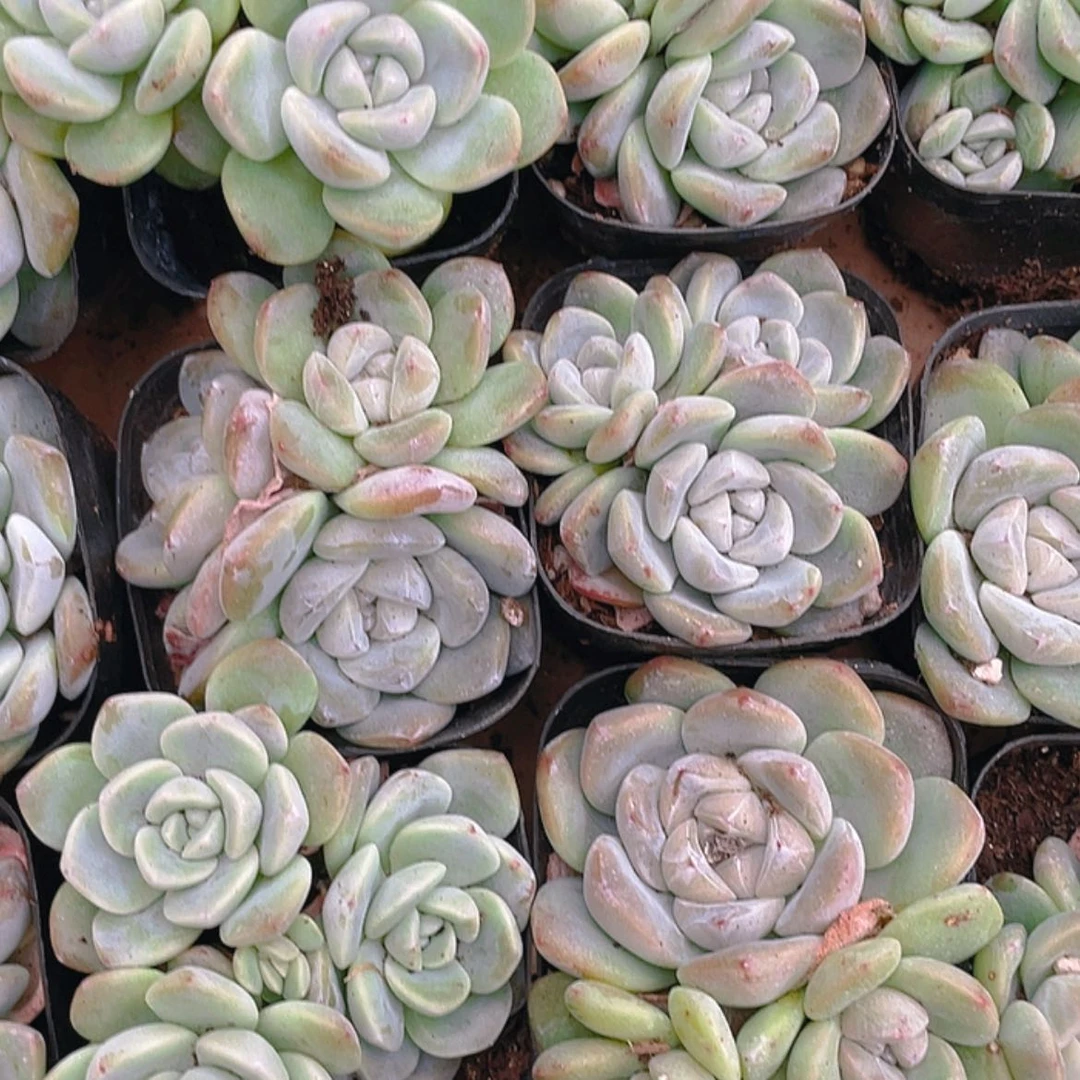 【闪购商品】6.5方三头老冰玉2.8的