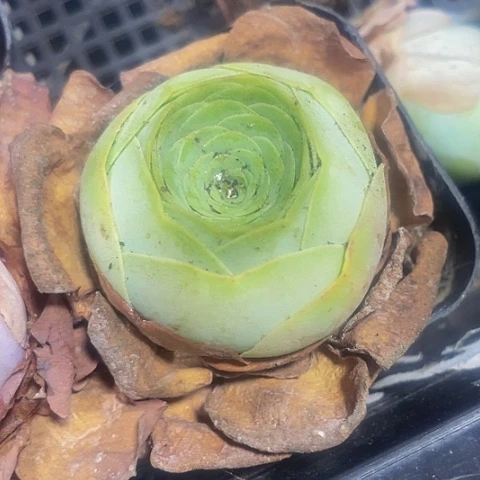 平底锅玫瑰2.8带盆土