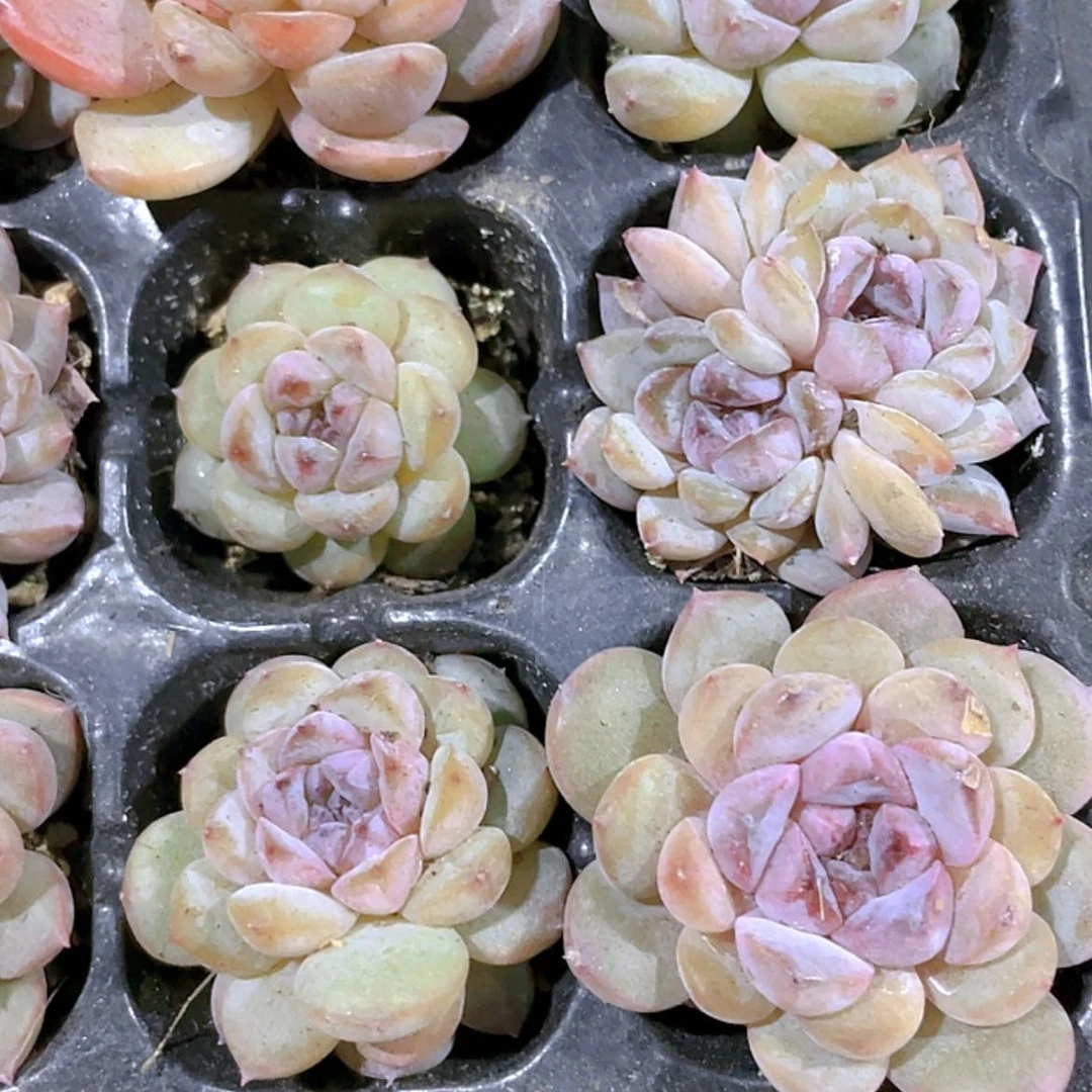 【闪购商品】冰紫钻