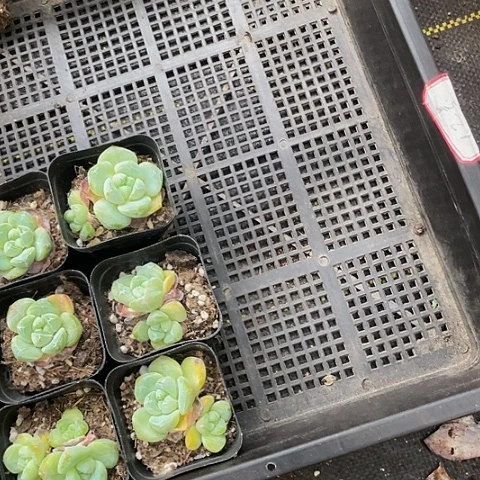 别****觉12号筐一组冰玉带盆土