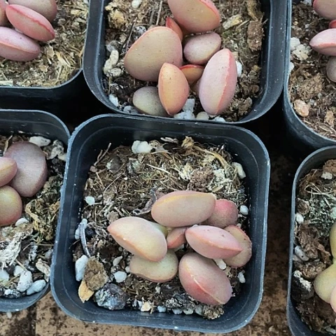 红蛋9.9带盆土发