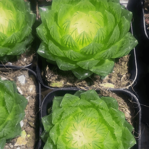 宝莲灯玉露5.8带盆土