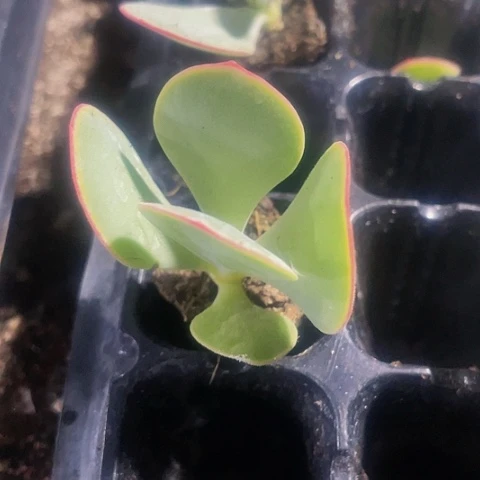 小白眉1.9带土发