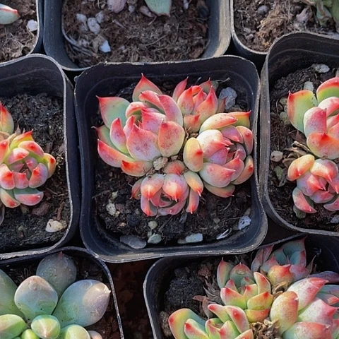 水蜜桃群2.99带盆土