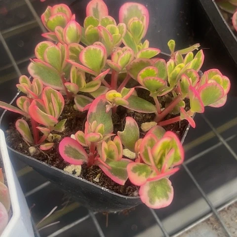 太阳花锦2.8带盆土