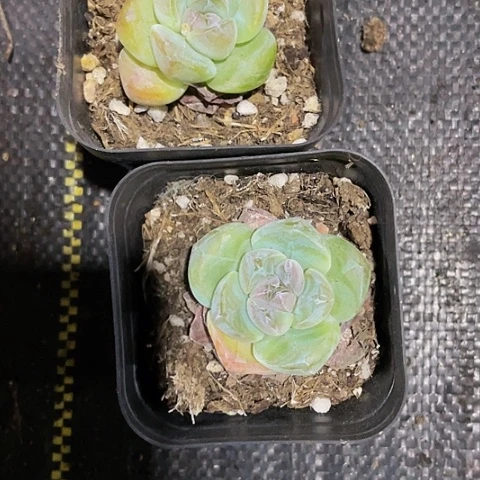 单头6.5方珍妮紫心冰玉