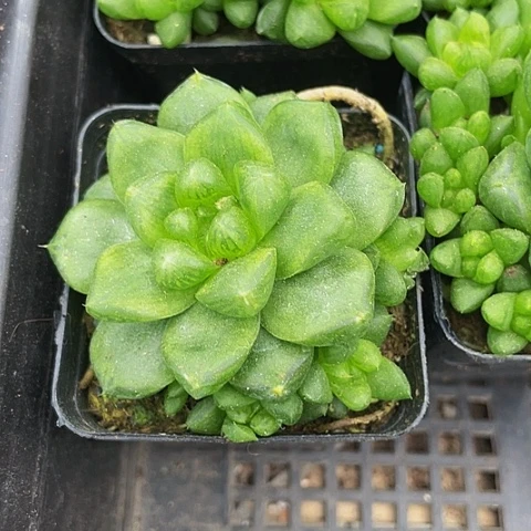 草玉露群2.8带盆土