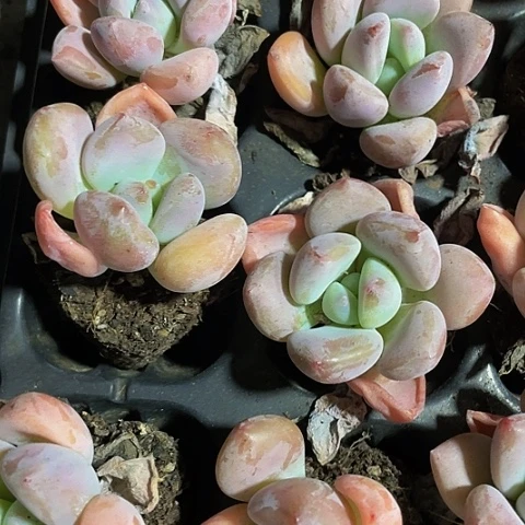 2颗一组奥普琳娜