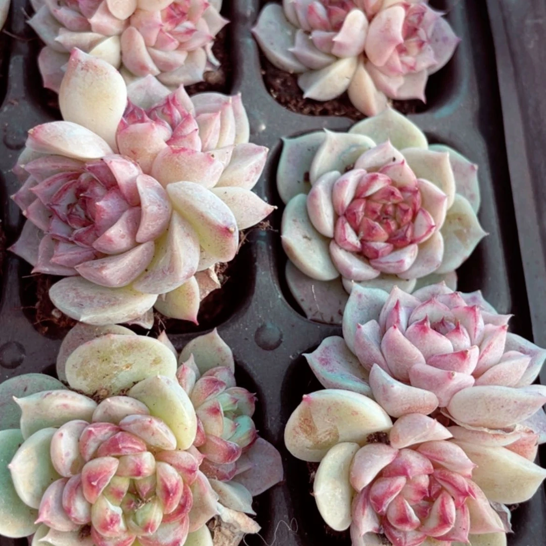 【闪购商品】天鹅绒