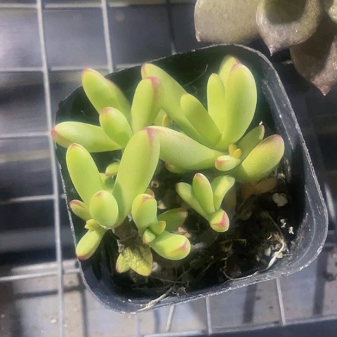 小天狗2.8带盆土
